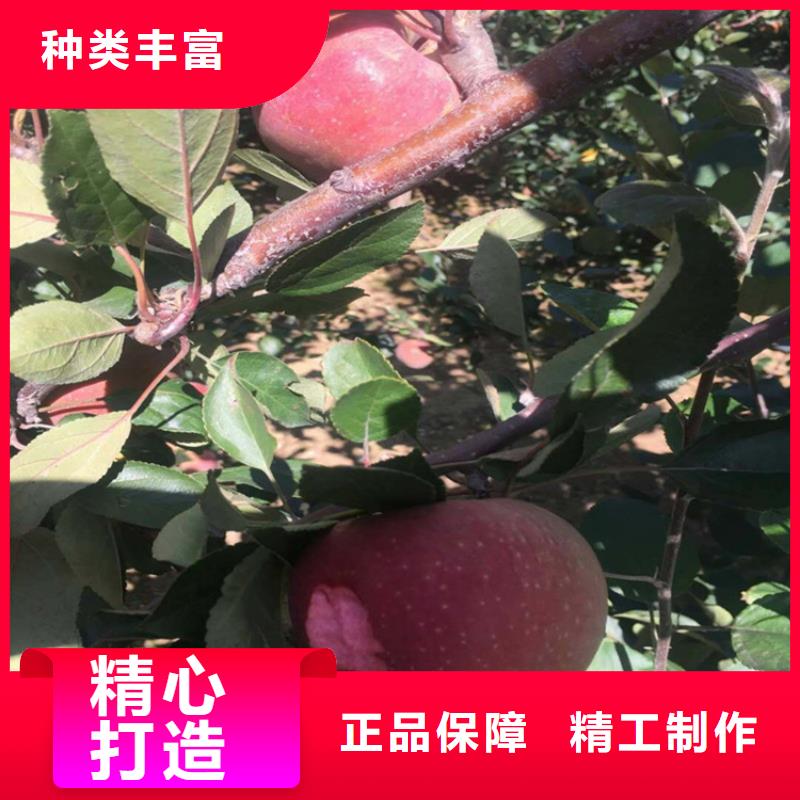 苹果石榴树用途广泛厂家直销