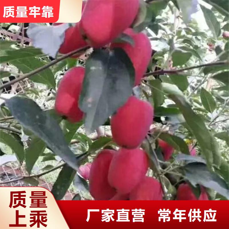 苹果,草莓苗精选货源选择我们没错