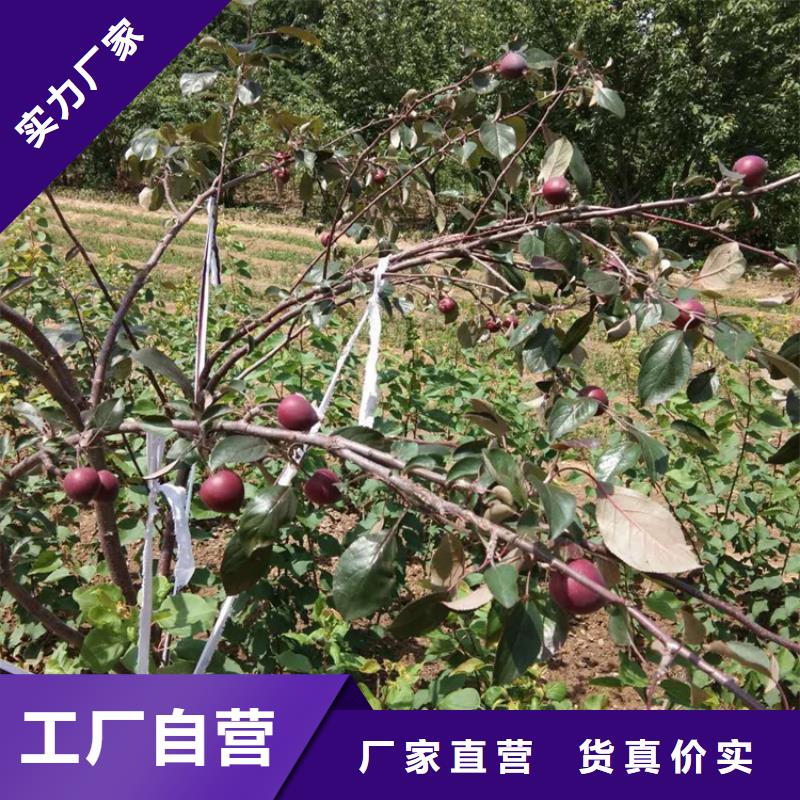 苹果-樱桃苗厂家定制不只是质量好