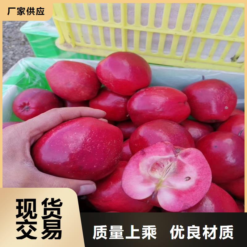 苹果【梨树苗】好品质经得住考验{当地}厂家