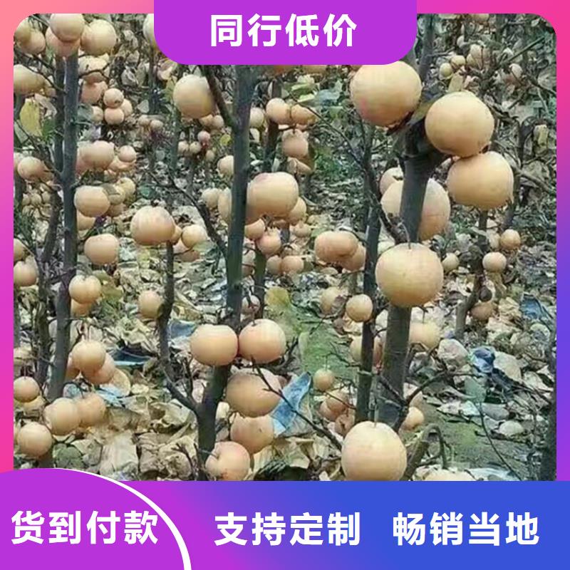 梨树_石榴树质量无忧【当地】厂家