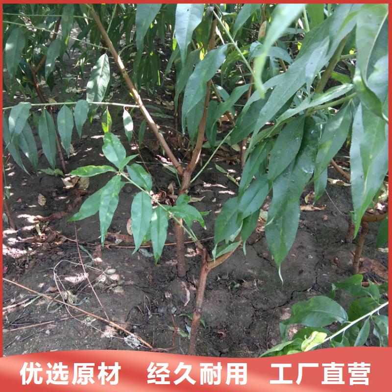 桃无花果苗经久耐用生产型