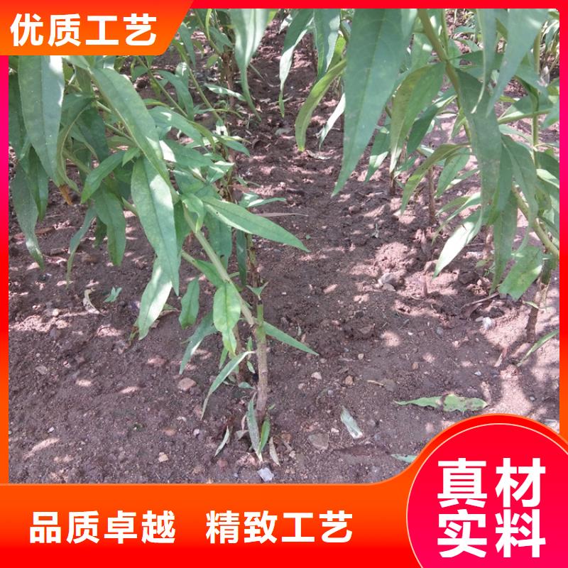 桃石榴树适用场景厂家直销安全放心