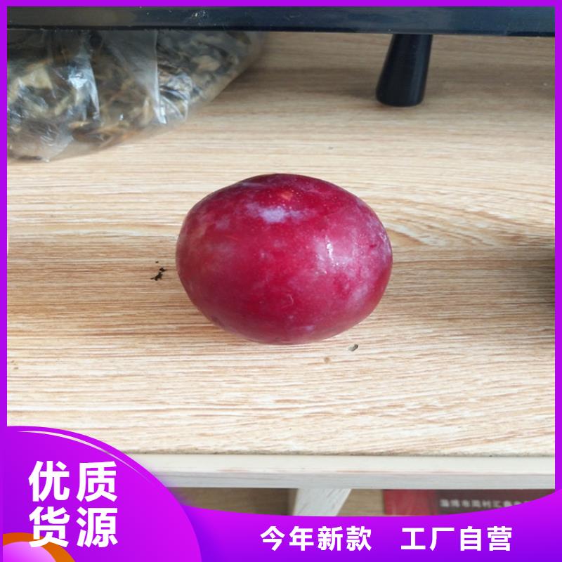 ​李子【樱桃苗】您身边的厂家用心做好每一件产品