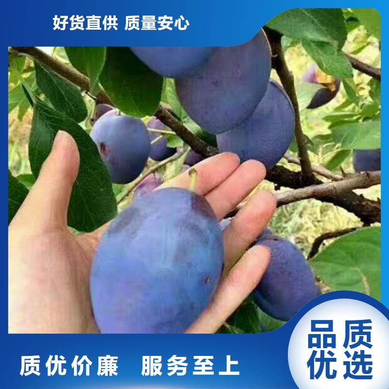 李子【蓝莓苗】优质货源不只是质量好