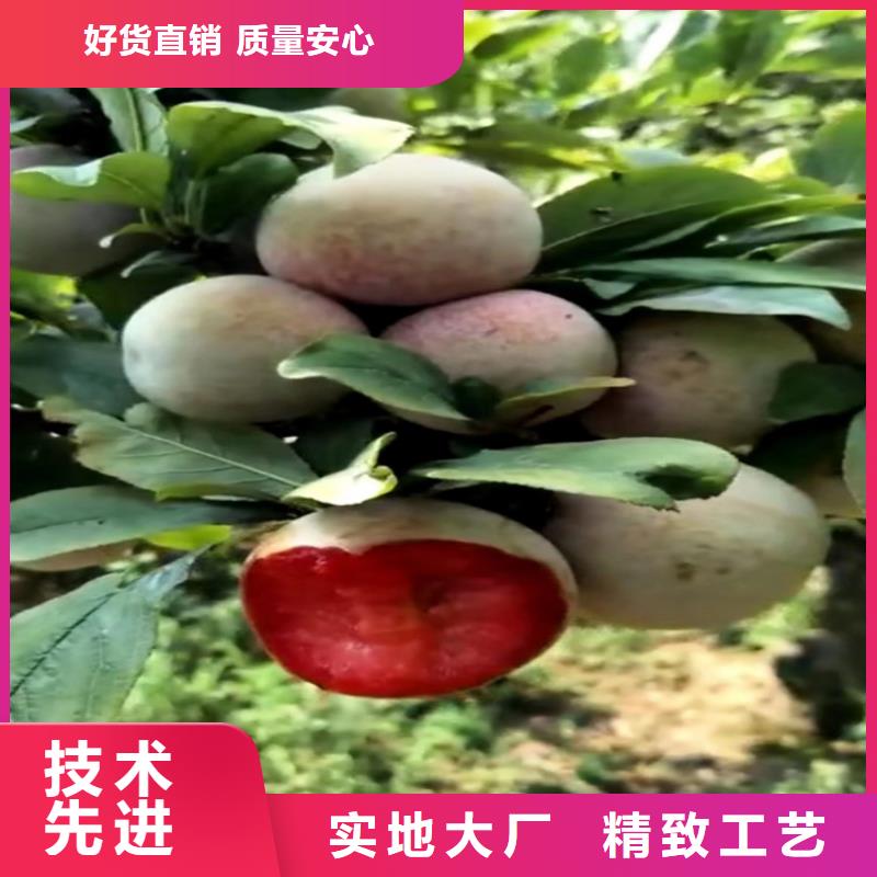 李子【蓝莓苗】放心得选择规格齐全实力厂家