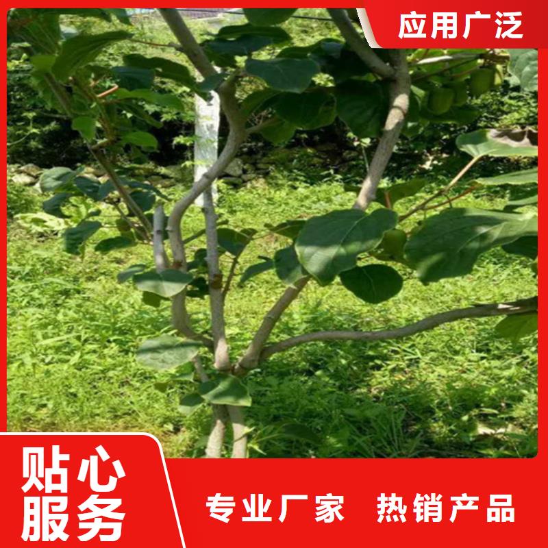 猕猴桃-无花果苗优选货源[当地]天博体育网页版登陆链接