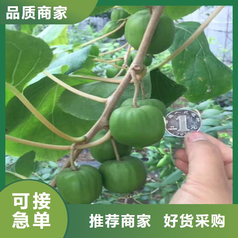 【猕猴桃】无花果苗闪电发货使用方法