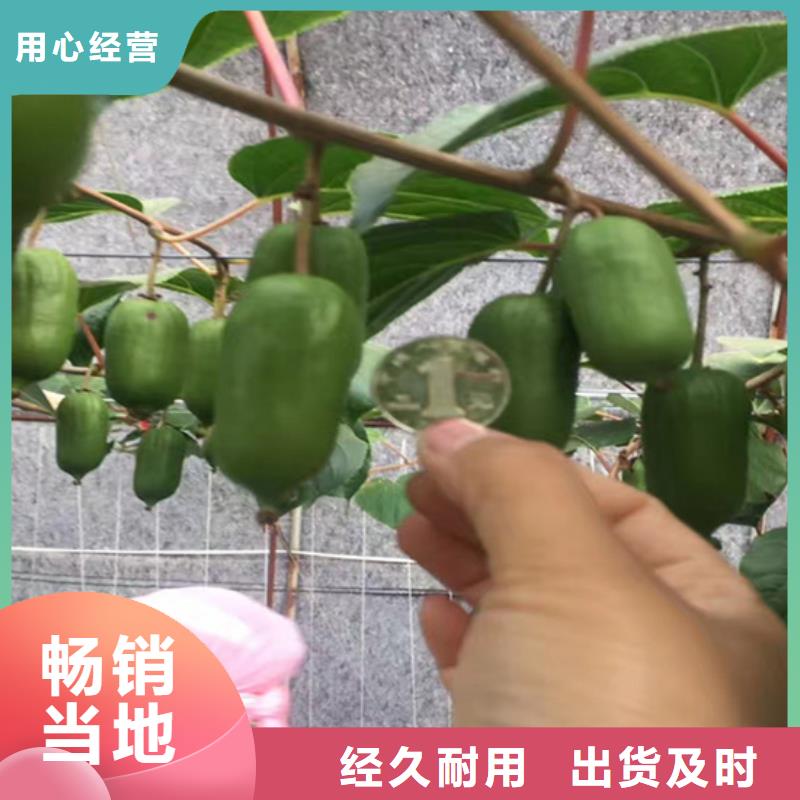 猕猴桃石榴树精心推荐品质无所畏惧