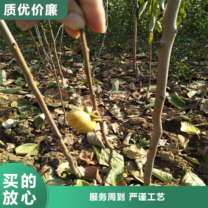 柿子苹果苗制造厂家【当地】生产商