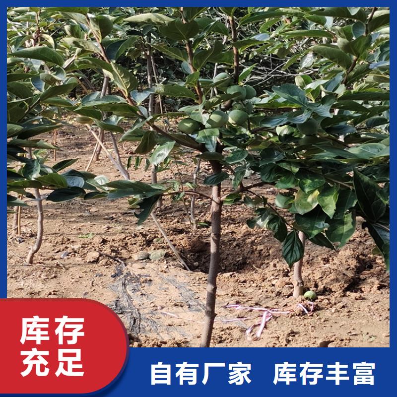 柿子苹果苗每个细节都严格把关附近生产商