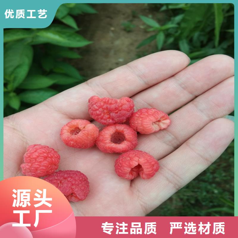 树莓蓝莓苗货源直供质量不佳尽管来找我