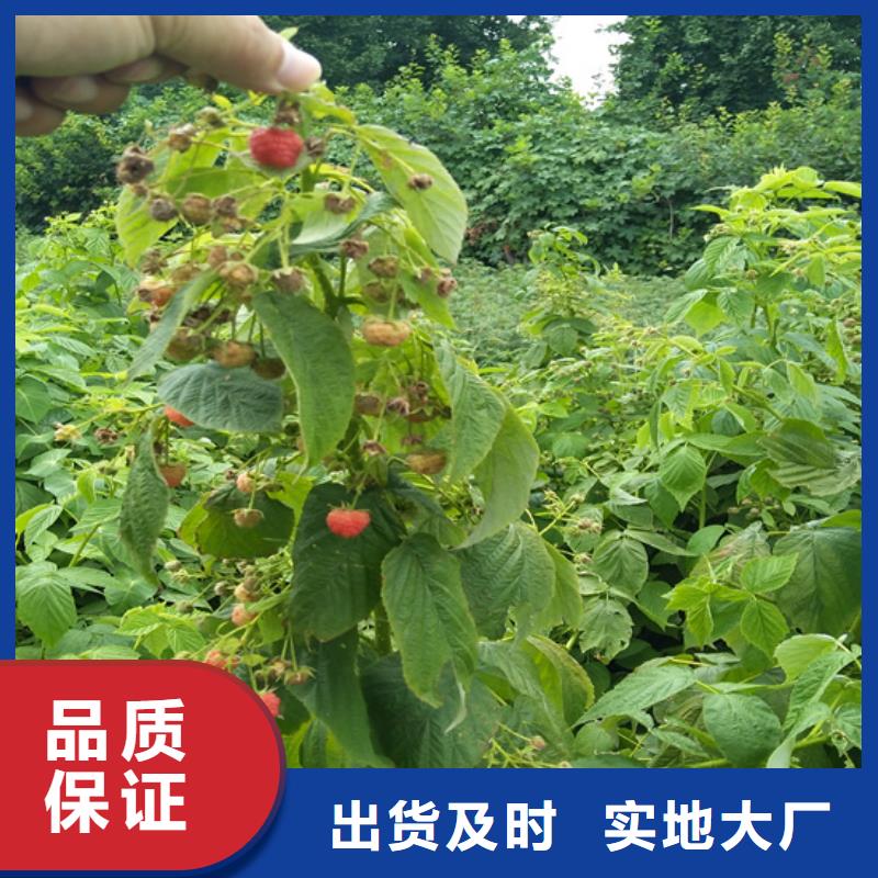 【树莓】无花果苗做工精细同城厂家