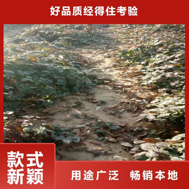 树莓樱桃苗适用场景源头工厂量大优惠