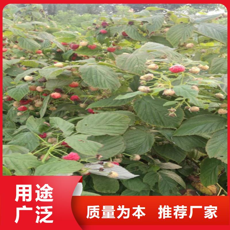 树莓苹果苗质量安心质检合格发货