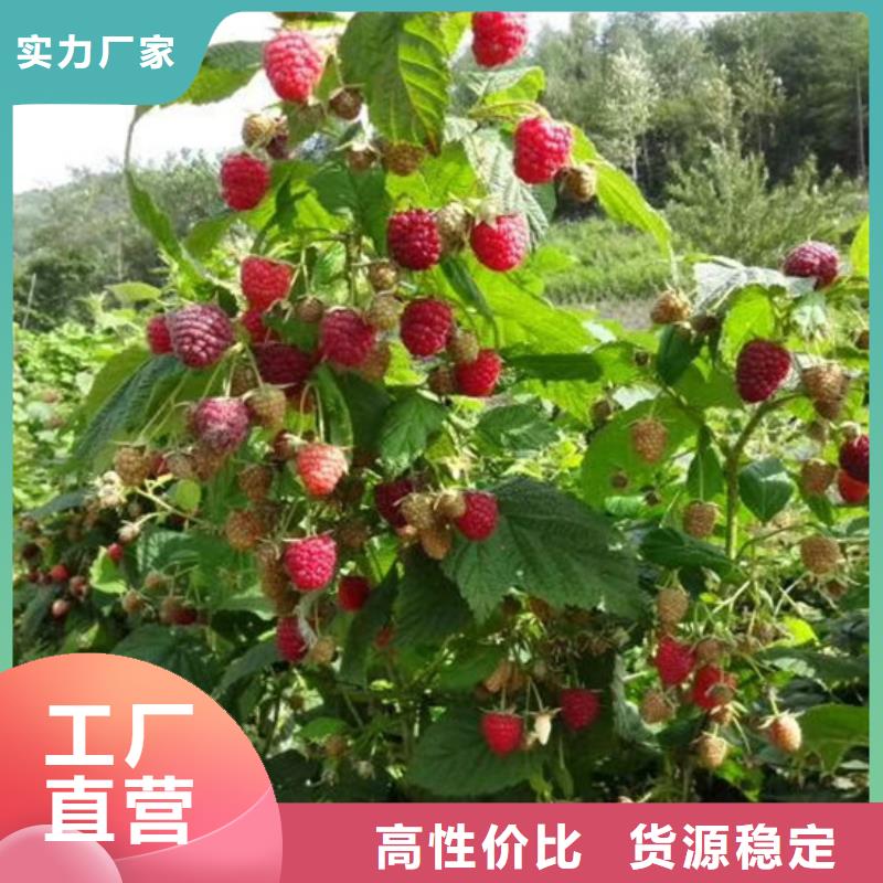 【树莓_石榴树敢与同行比价格】本地厂家