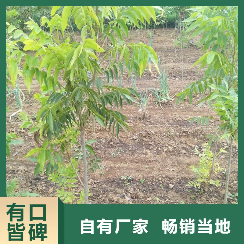 【碧根果】,苹果苗厂家当地供应商