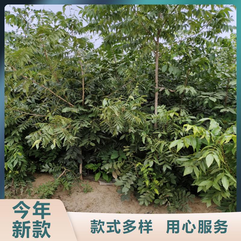 【碧根果_樱桃苗价格实惠工厂直供】多种工艺