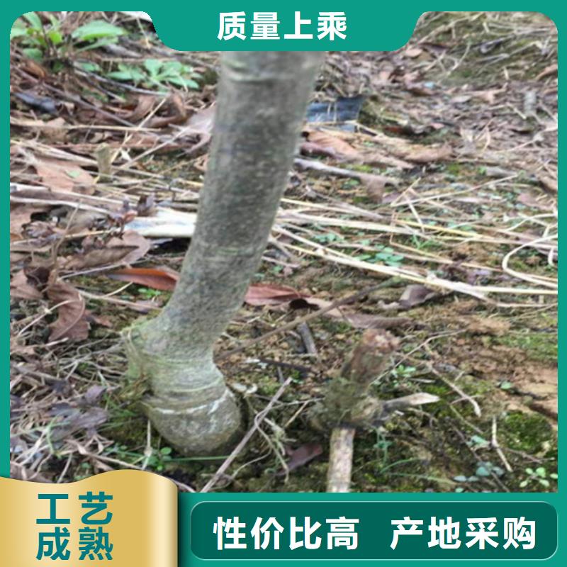 碧根果樱桃苗物美价优当地货源