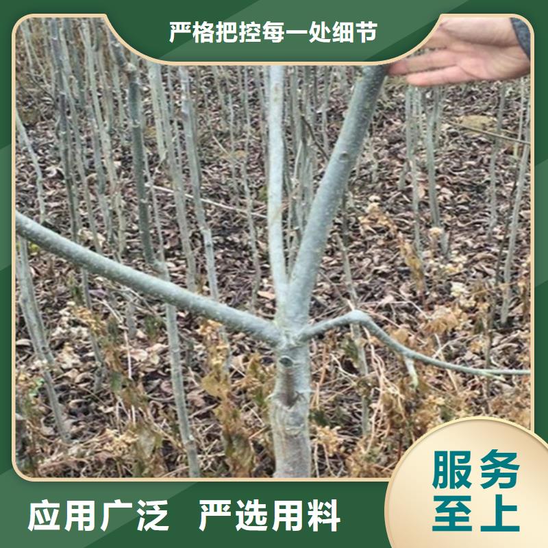 【碧根果苹果苗品质商家】精选好货