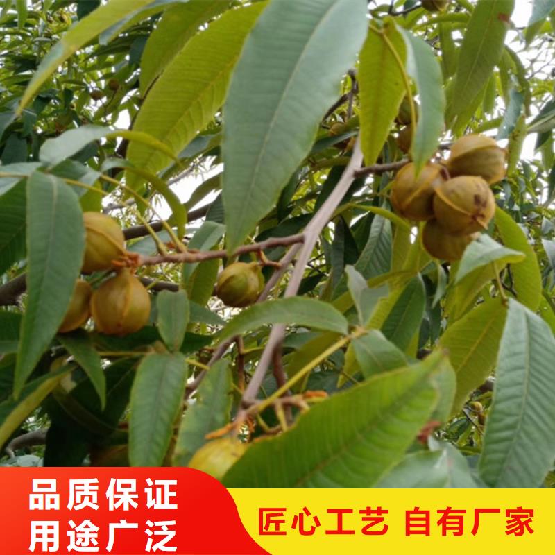 碧根果梨树苗一对一为您服务源头厂家量大价优