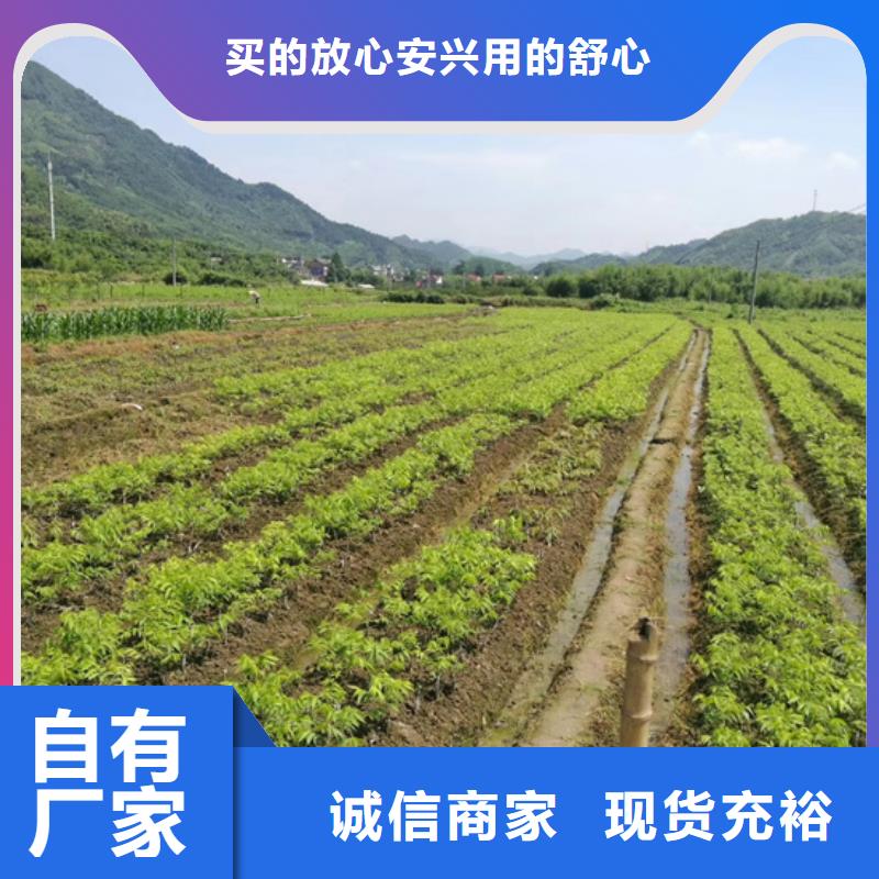 碧根果_樱桃苗实体厂家大量现货厂诚信经营