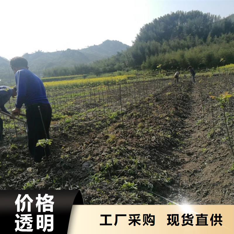 碧根果蓝莓苗海量货源质量好