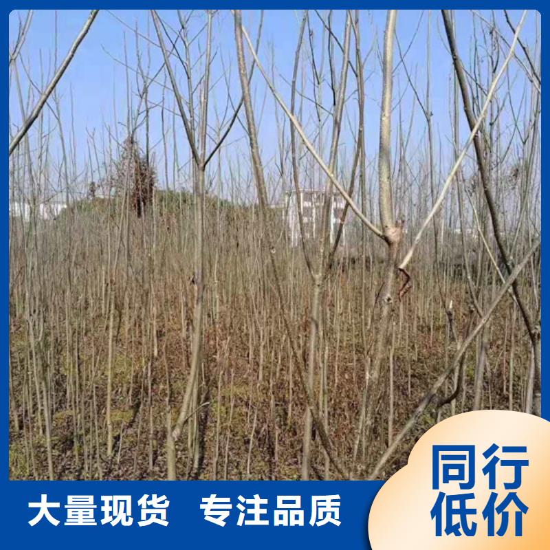 【碧根果樱桃苗热销产品】当地厂家