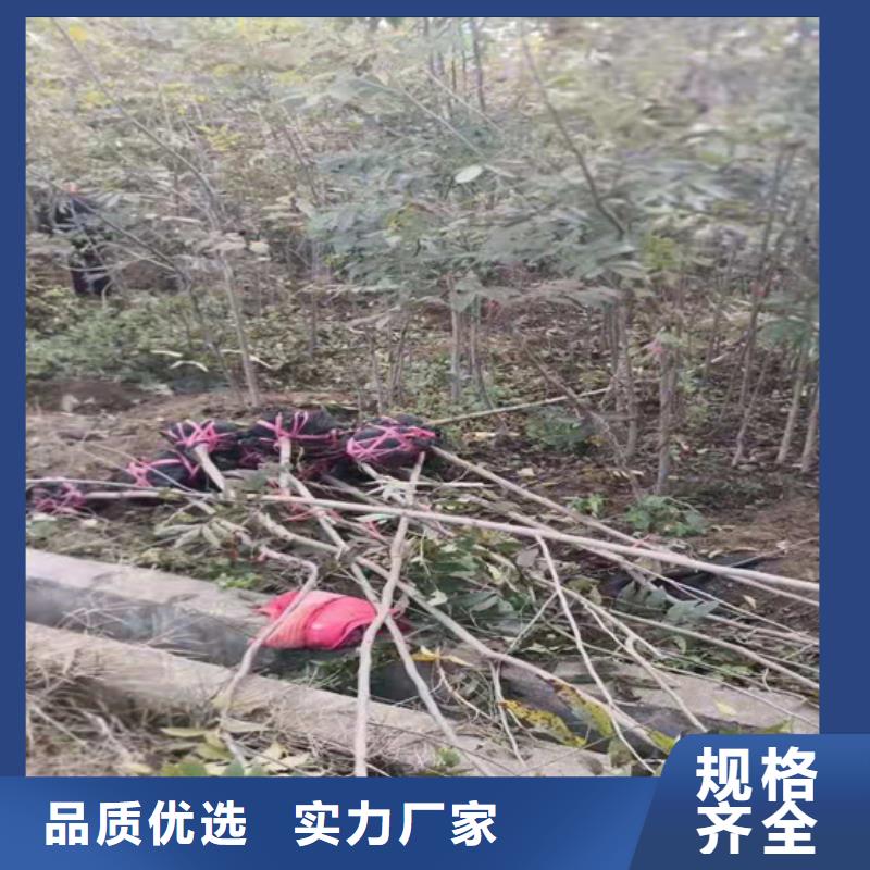 【碧根果红颜草莓匠心工艺】匠心打造