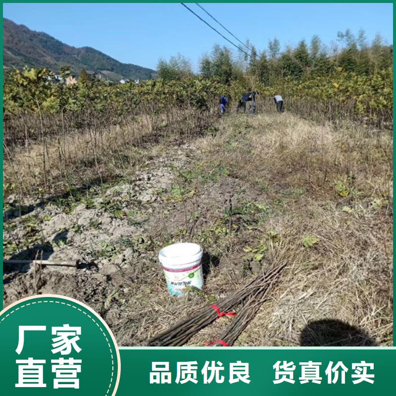 碧根果,樱桃苗海量库存[本地]制造商