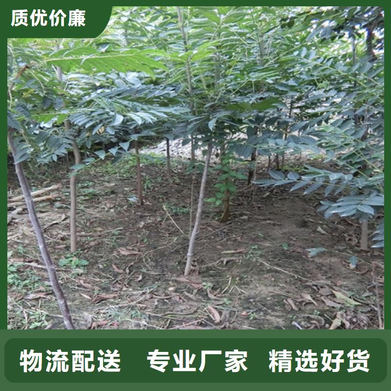 【香椿石榴树实力大厂家】自产自销