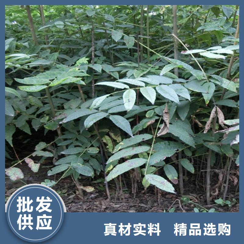 【香椿石榴苗甄选好厂家】专注细节专注品质