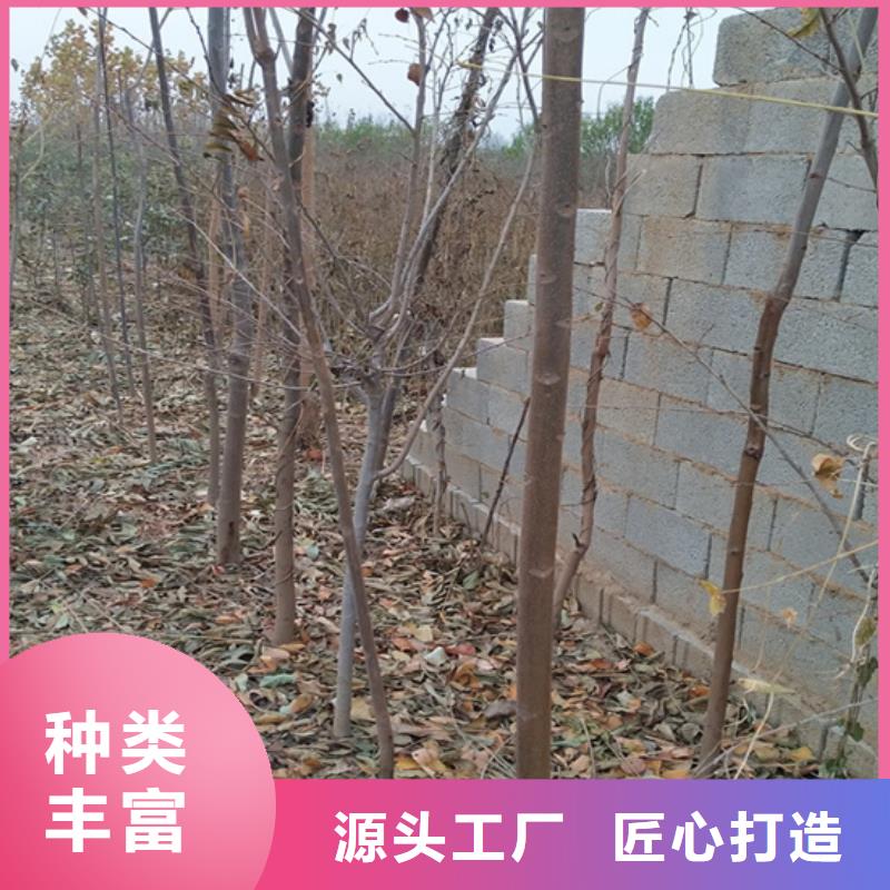 香椿苹果苗源厂直接供货研发生产销售