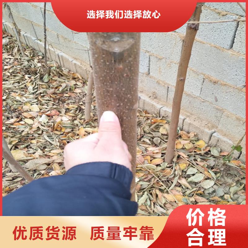 香椿嘎啦苹果现货满足大量采购本地天博体育网页版登陆链接