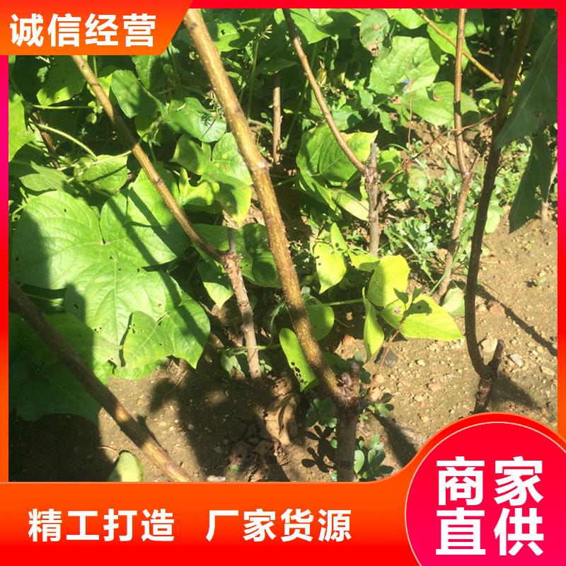 杏【苹果苗】多种场景适用附近服务商