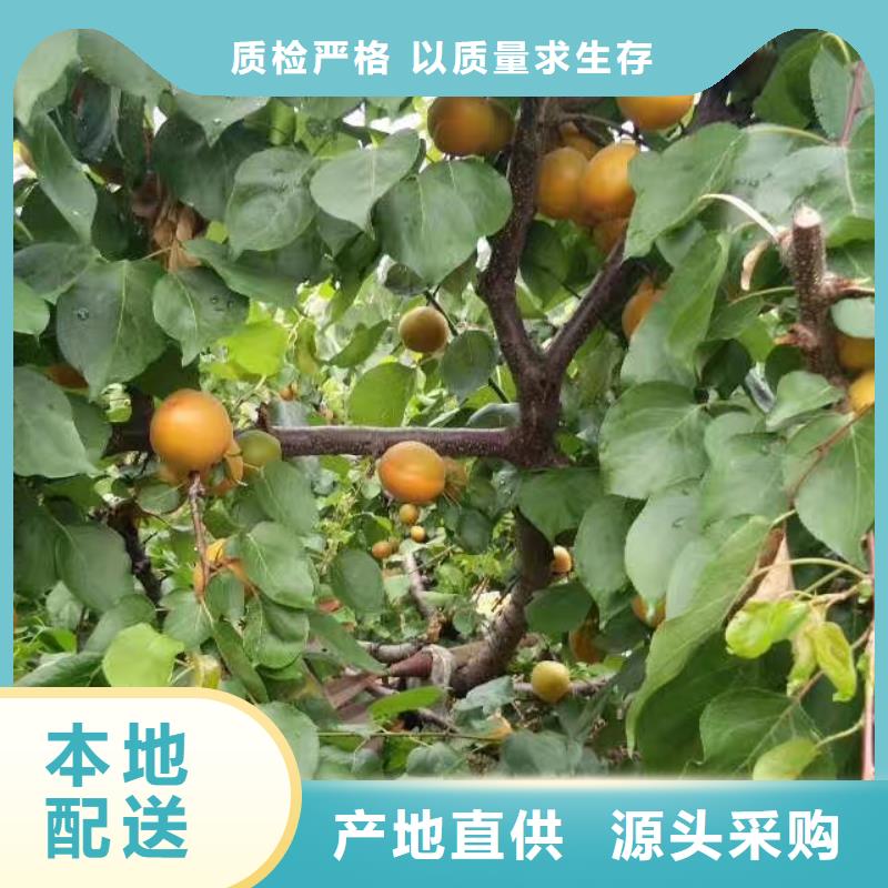 【杏无花果苗支持货到付清】快速生产