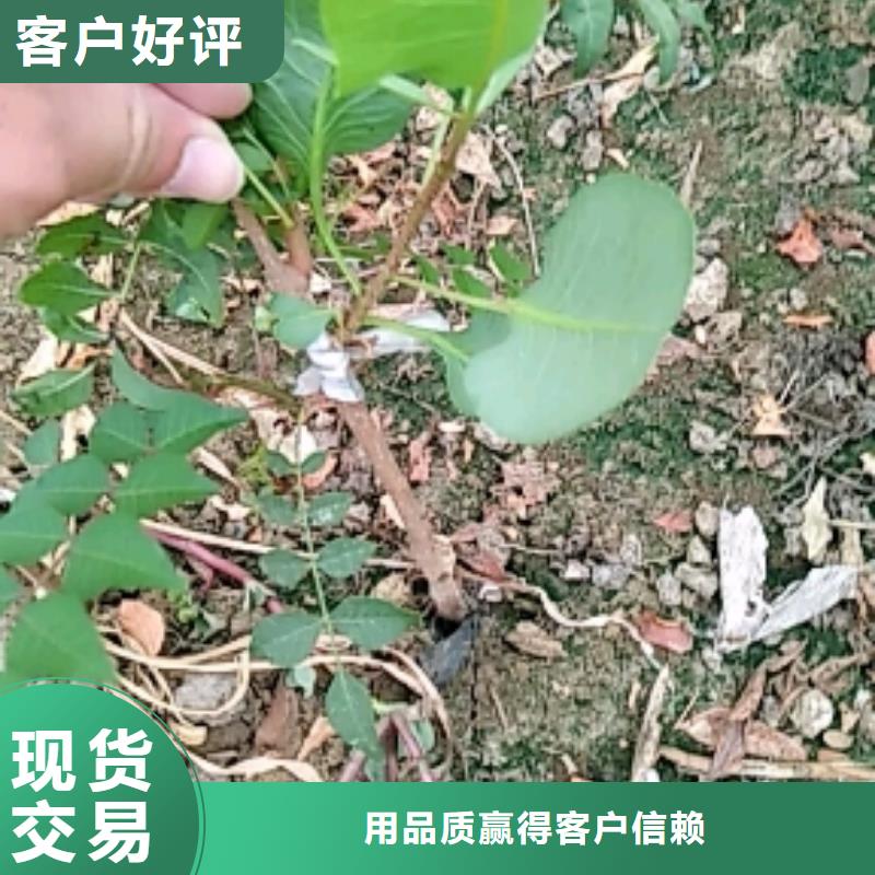 【开心果樱桃苗专业供货品质管控】严格把控质量