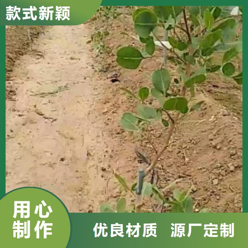 开心果苹果苗厂家直销值得选择工厂价格