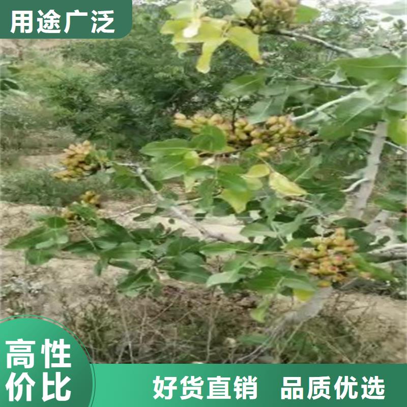 【开心果】蓝莓苗厂家销售质量优选