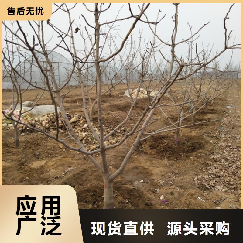 开心果_苹果苗值得信赖当地货源