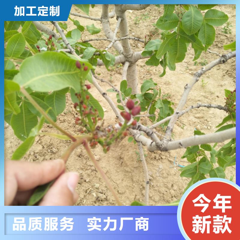 开心果,苹果苗工厂直供当地供应商