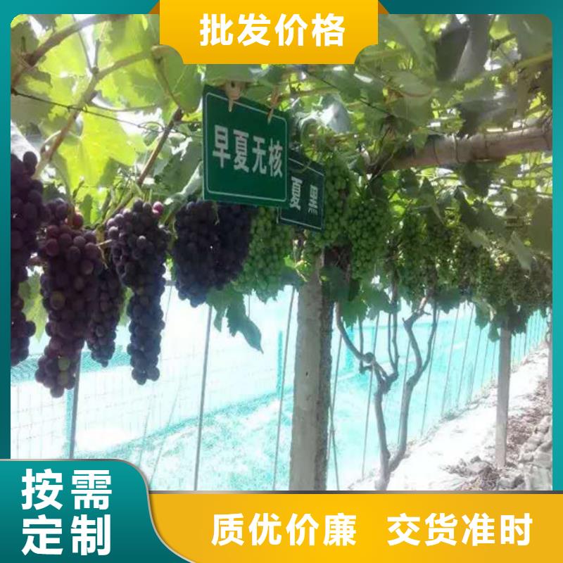 无核葡萄苗基地出售附近厂家