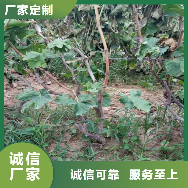 葡萄苗种植品种选择用品质赢得客户信赖