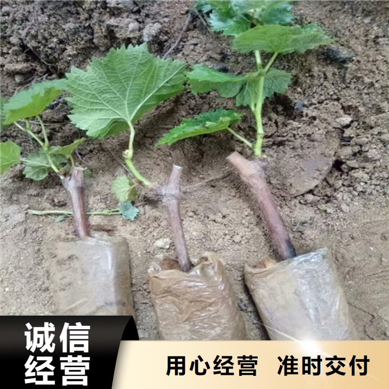 酿酒品种葡萄苗种植地区附近货源