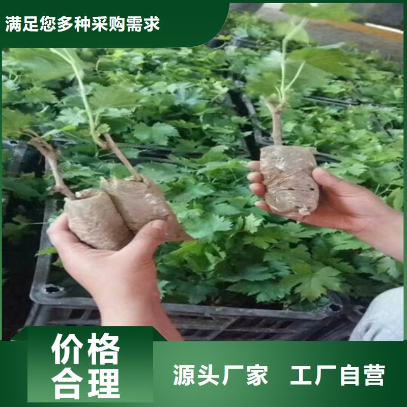 晚熟葡萄树苗便宜价格同城公司