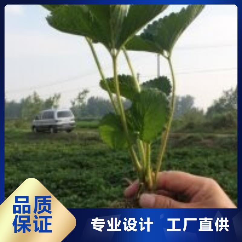 哪里供应脱毒草莓苗，脱毒草莓苗基地出售同城生产商