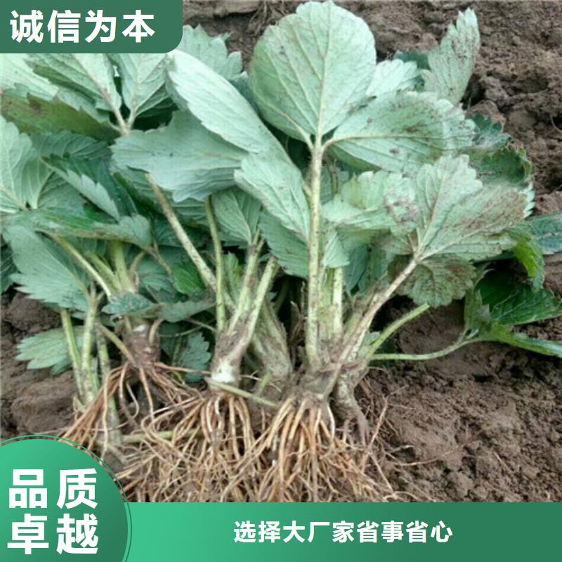 草莓苗红颜草莓专业完善售后{当地}品牌