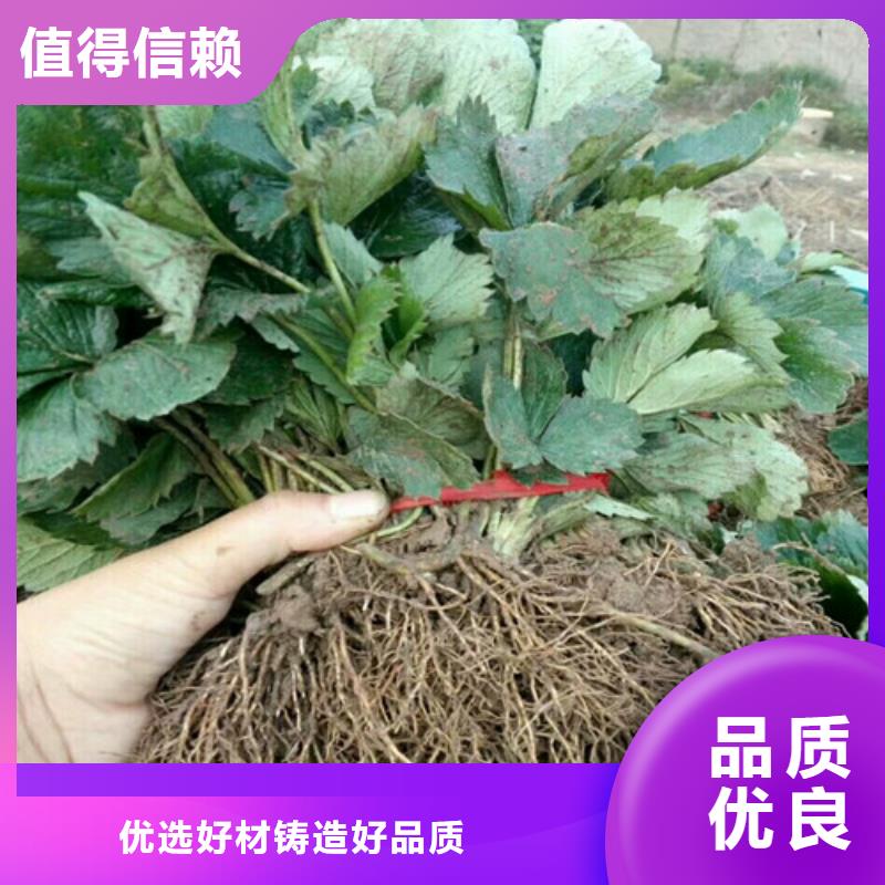 销售草莓种苗_优质厂家细节决定成败