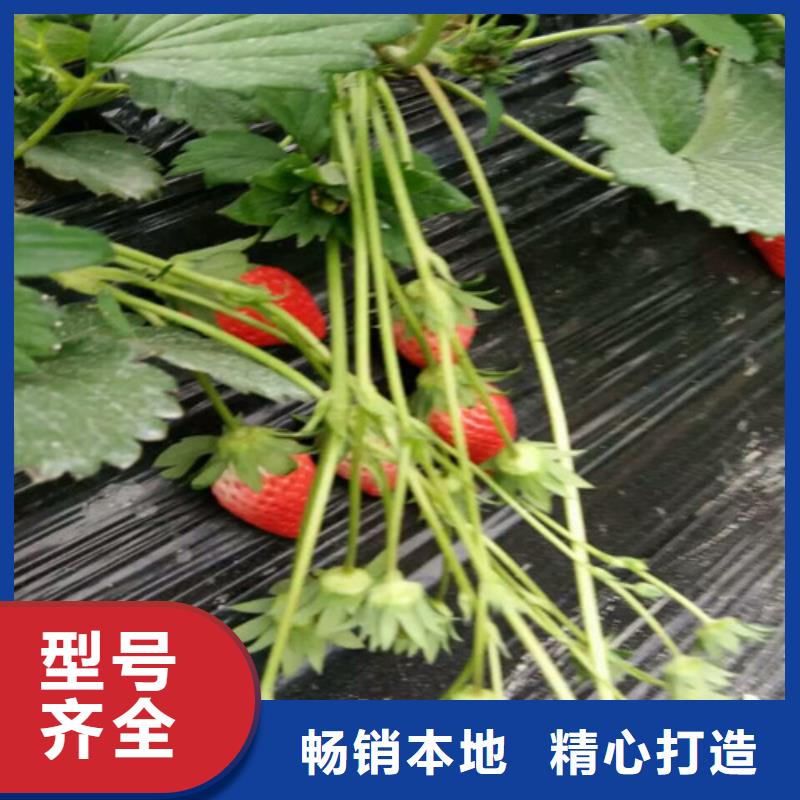 草莓苗香椿树苗精工细致打造支持加工定制