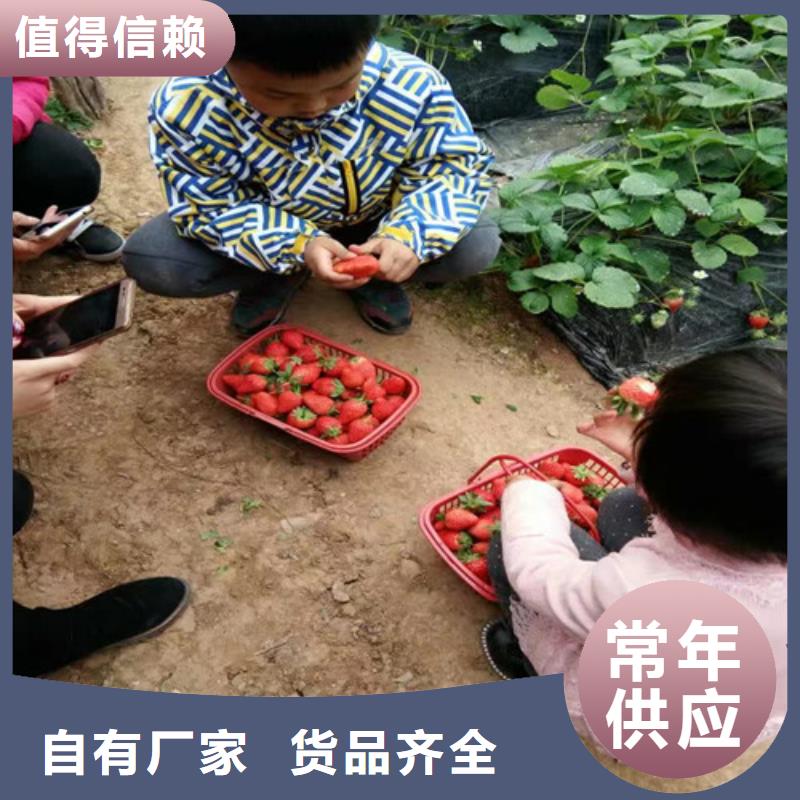 草莓苗葡萄苗基地敢与同行比质量<当地>货源